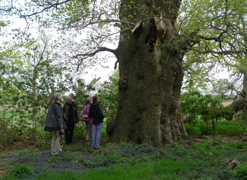 Looking at an ancient oak pollard in the Brown parkland, Kimberley in Norfolk.